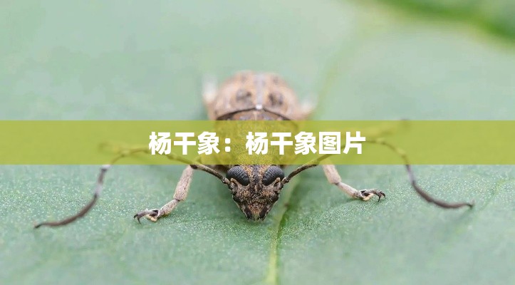杨干象:杨干象图片 杨干象:杨干象图片