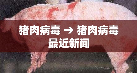 猪肉病毒 → 猪肉病毒最近新闻 猪肉病毒 → 猪肉病毒最近新闻